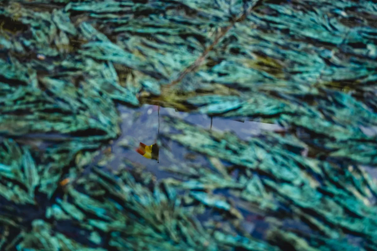 Belgische vlag weerspiegeld in plas water tussen de bladeren